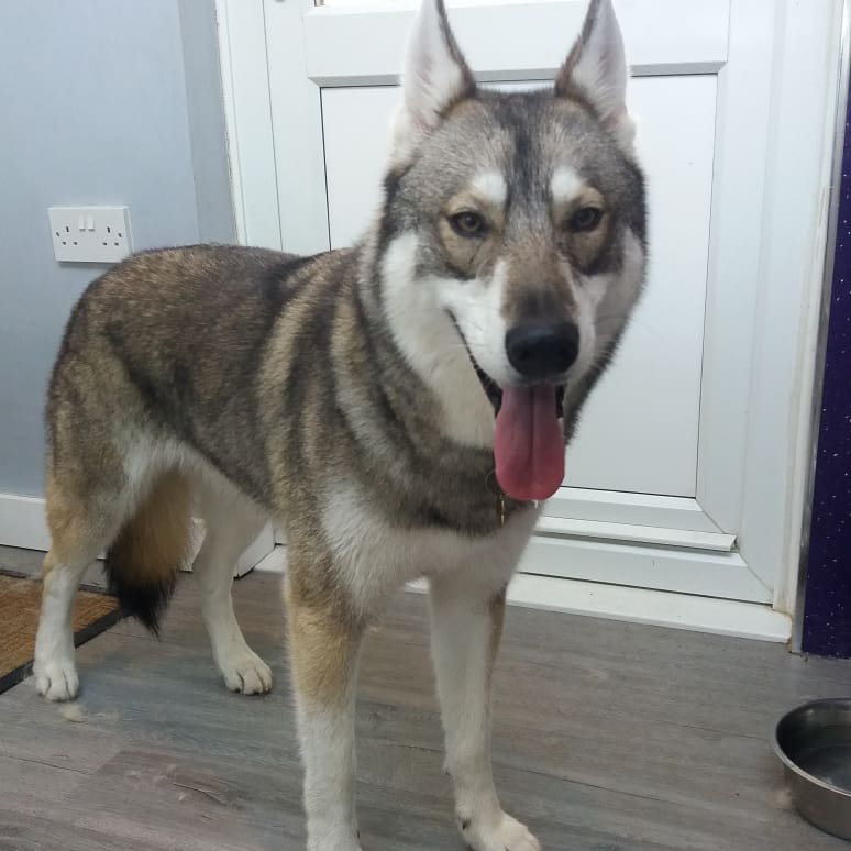 PupstarGrooming's tweet photo. Koda &amp; tali #tamaskan #doggroomingathome #doggrooming #pupstargrooming #brentwood #essexdogs #followme #rt https://t.co/Z1GcgxSCtE