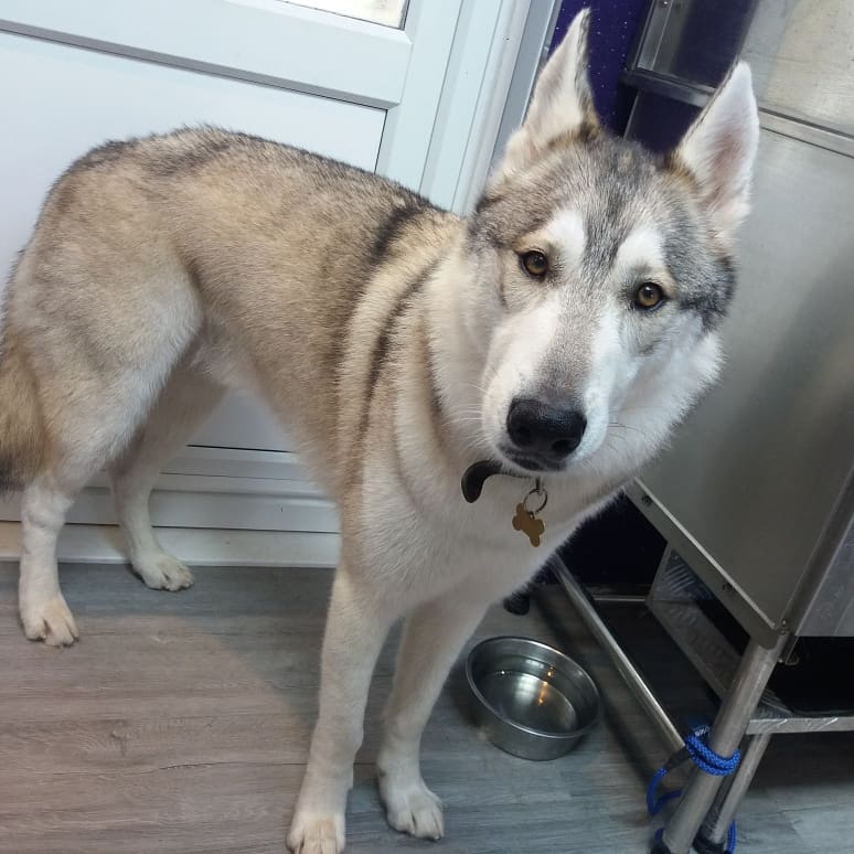 PupstarGrooming's tweet photo. Koda &amp; tali #tamaskan #doggroomingathome #doggrooming #pupstargrooming #brentwood #essexdogs #followme #rt https://t.co/Z1GcgxSCtE