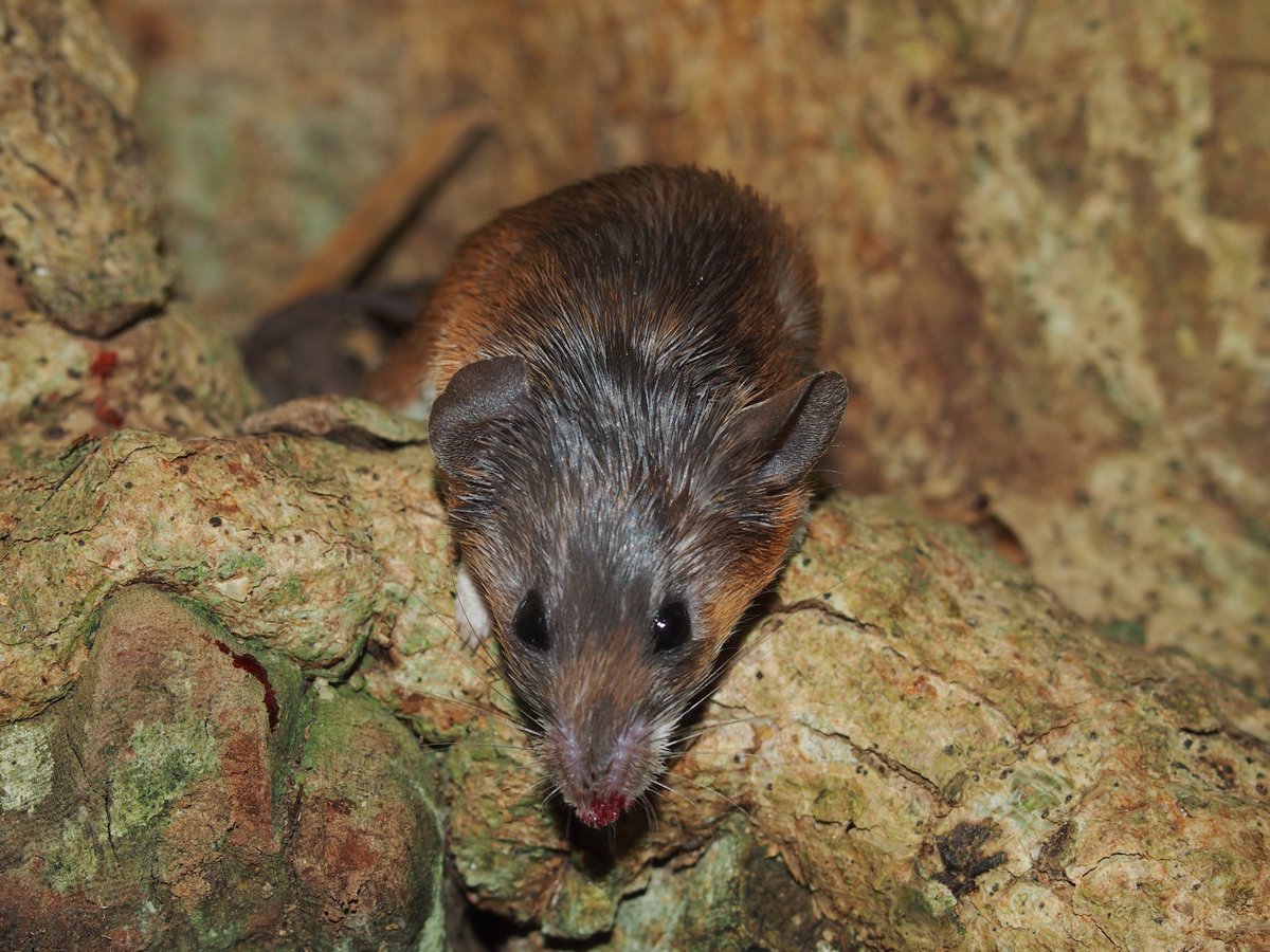 ivb_cas's tweet photo. #Phylogeny of Zambezian spiny mice of the #Acomys spinosissimus complex reconstructed. https://t.co/oYY617Gj5E https://t.co/vKvezRa5tq