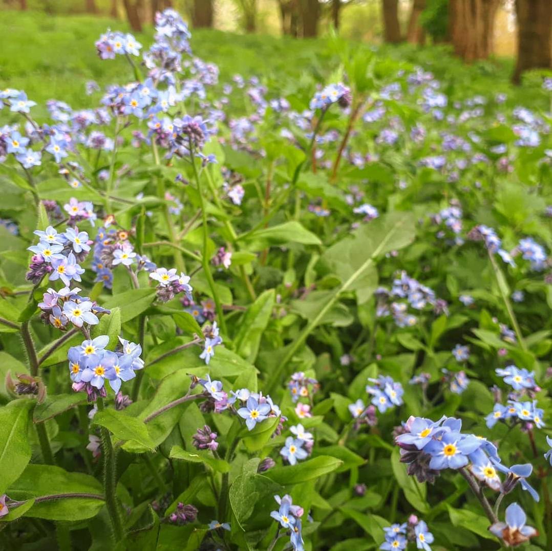 It's lovely at Foremark today!