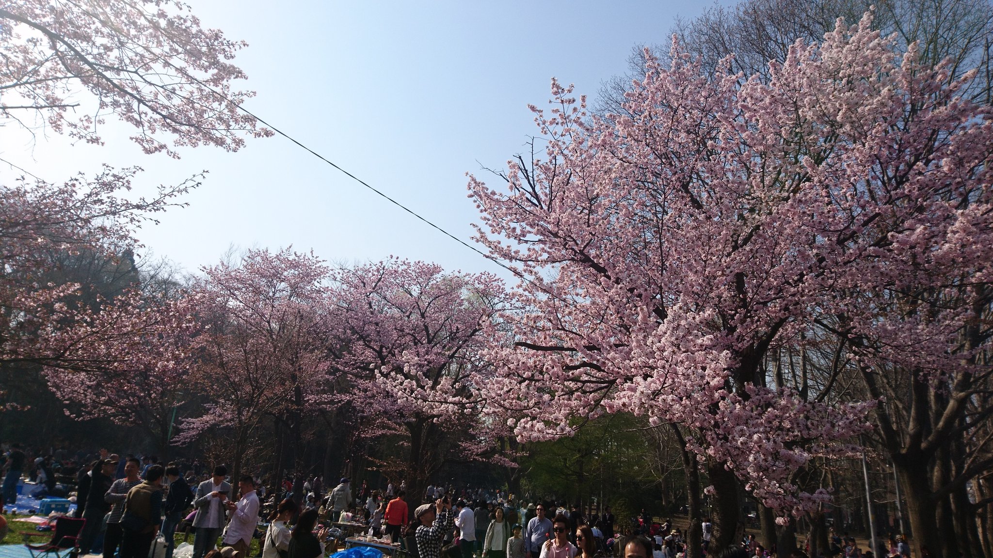 べ ン チ You Never Die おばんです 北海道 札幌 もついに桜が咲きました この時期の円山公園はジ ンギスカンやbbqする人々で賑わっています T Co Bqz0u1et3y Twitter