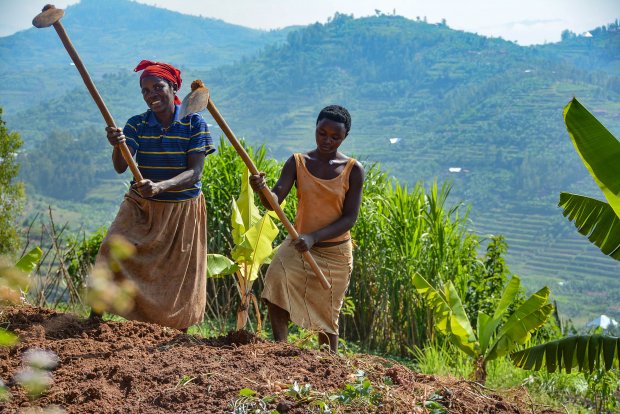 USAID launches Sh28bn project to help over 200,000 Rwandan farmers improve crop yields farmbizafrica.com/profit-booster…