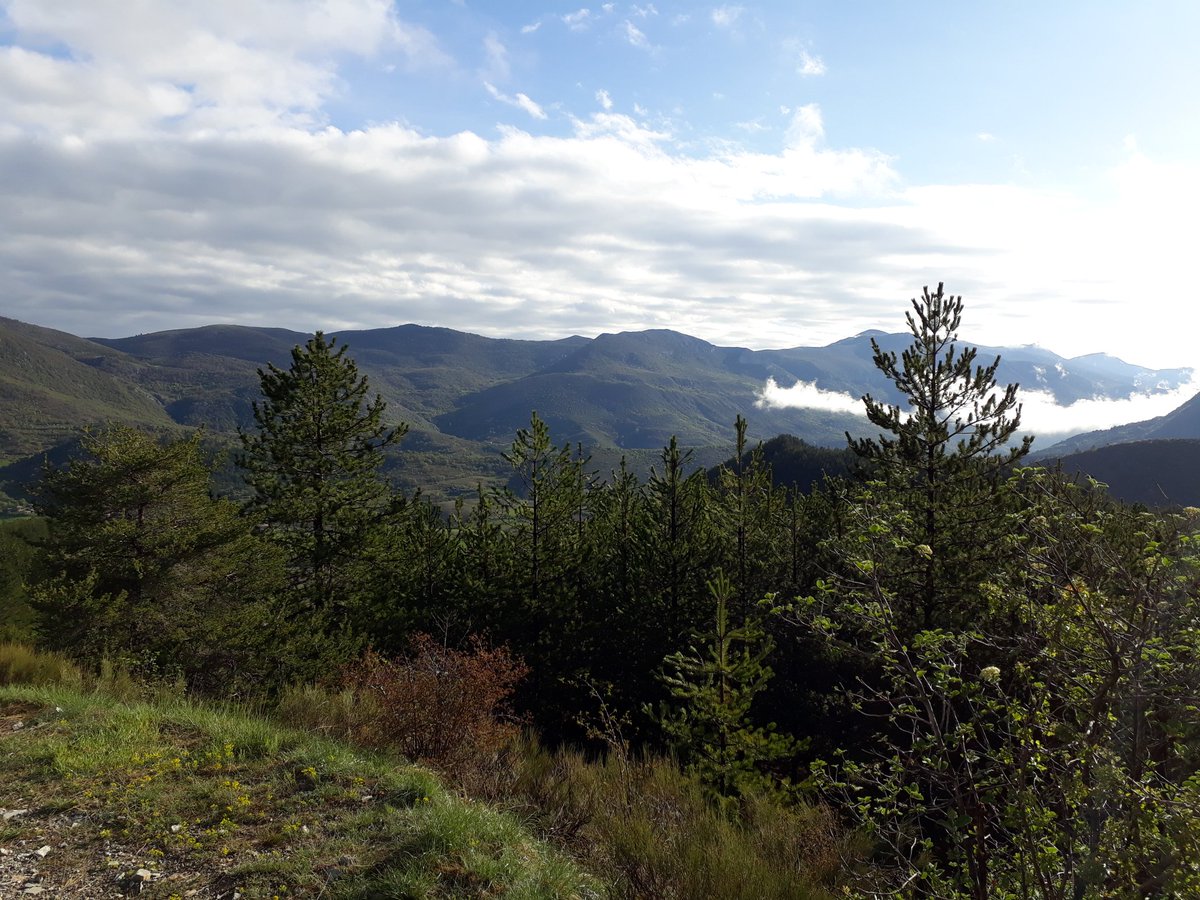 PolyPonyRunRun tweet media