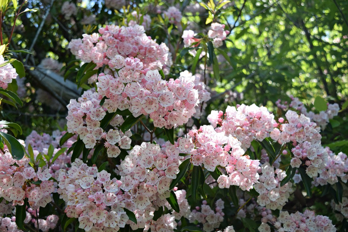 GNPSociety's tweet photo. Mountain laurel (Kalmia latifolia) is a beautiful native shrub. It is starting to bloom now. This photo was taken on the Pine Mountain Trail at FDR State Park. Works well in gardens too. @GaStateParks #getoutside #gonative https://t.co/nbcC1APvqz