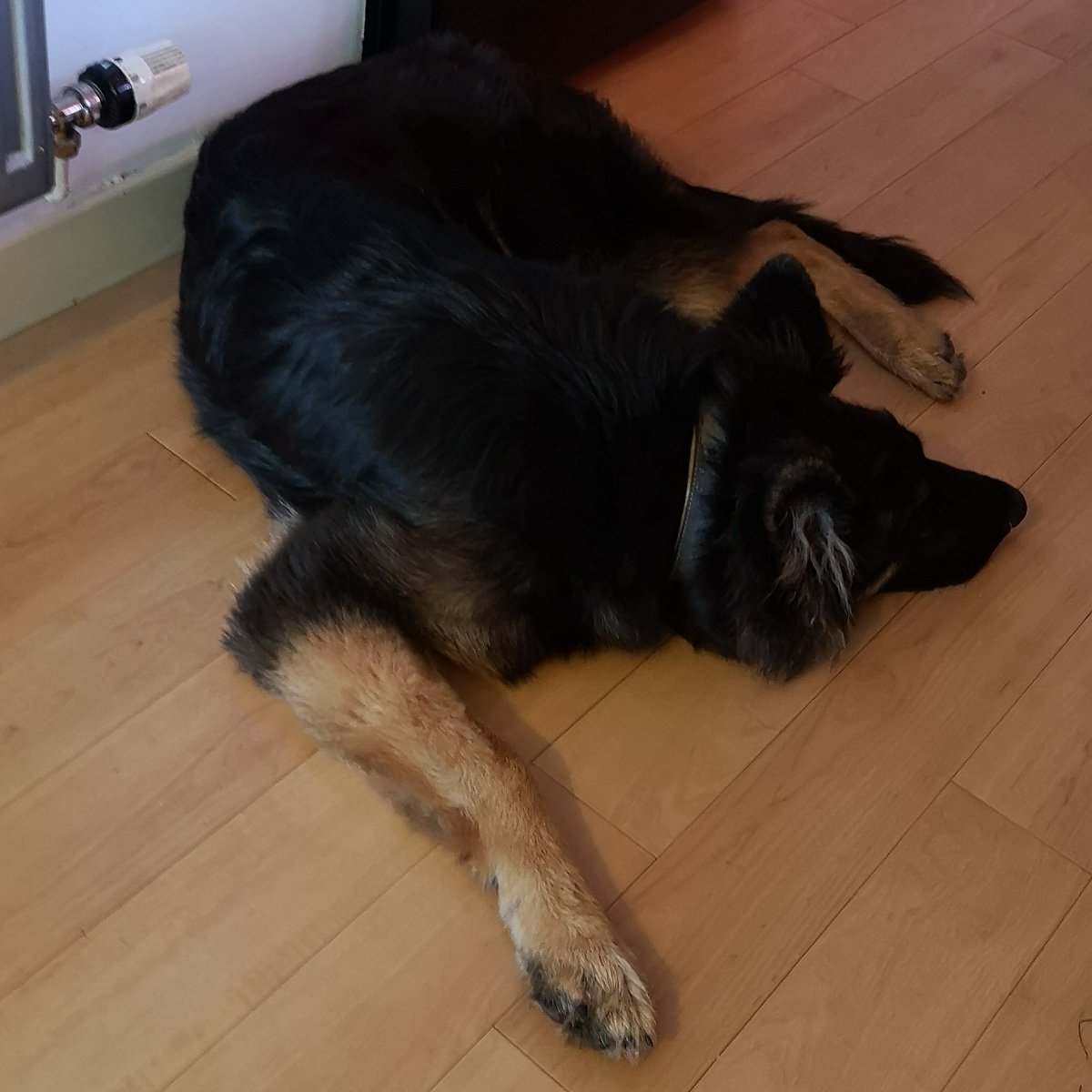 Rock2Chick's tweet photo. Our little visitor is leaving us today. Feel sad but also relieved as we'll get our life back ๐#GermanShepherd #nikita #longweekend #granddog #stayatgranshouse #nomorepoop https://t.co/qAil8pE8NR