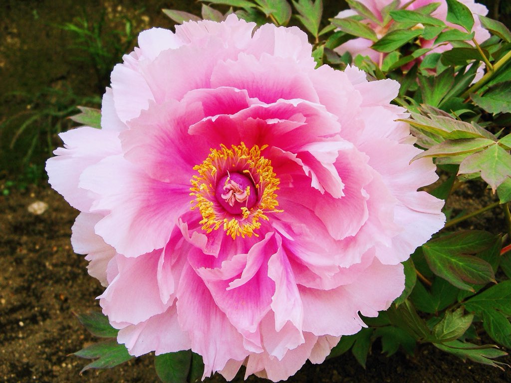 maorinlemon789's tweet image. 上野東照宮の美しい牡丹園。

A beautiful peony garden at Ueno Toshougu, Tokyo. 

#SpringinTokyo #Japan #Tokyo
