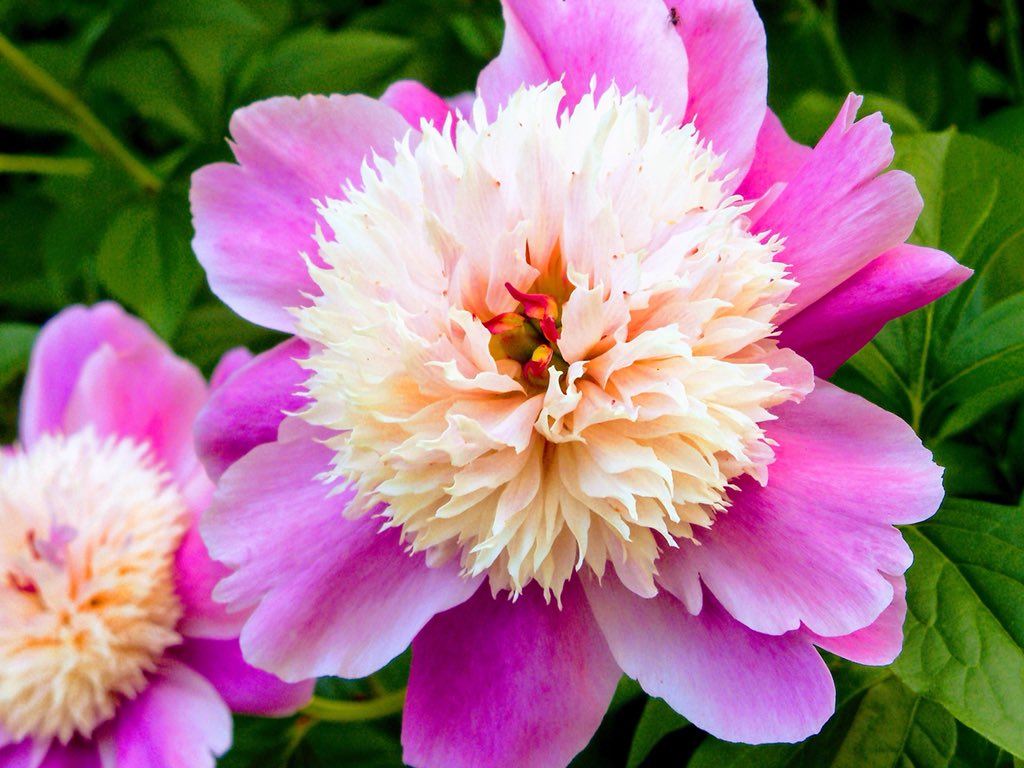 maorinlemon789's tweet image. 上野東照宮の美しい牡丹園。

A beautiful peony garden at Ueno Toshougu, Tokyo. 

#SpringinTokyo #Japan #Tokyo