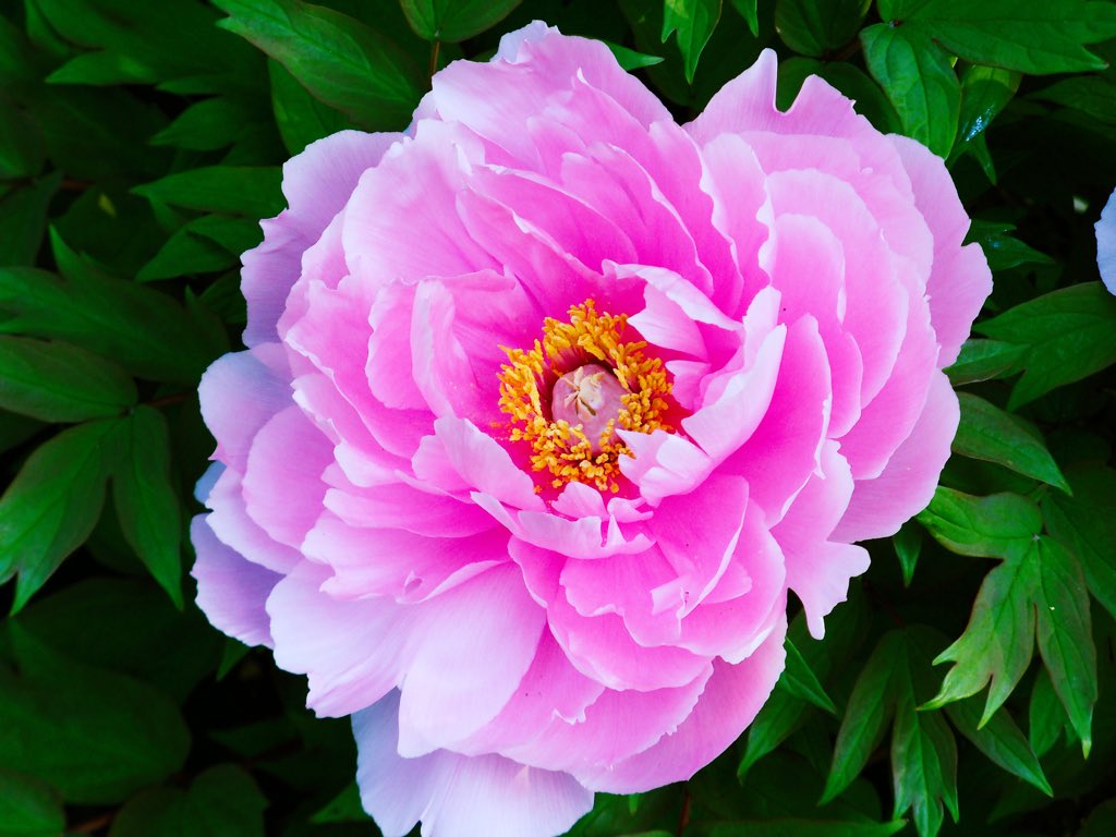maorinlemon789's tweet image. 上野東照宮の美しい牡丹園。

A beautiful peony garden at Ueno Toshougu, Tokyo. 

#SpringinTokyo #Japan #Tokyo