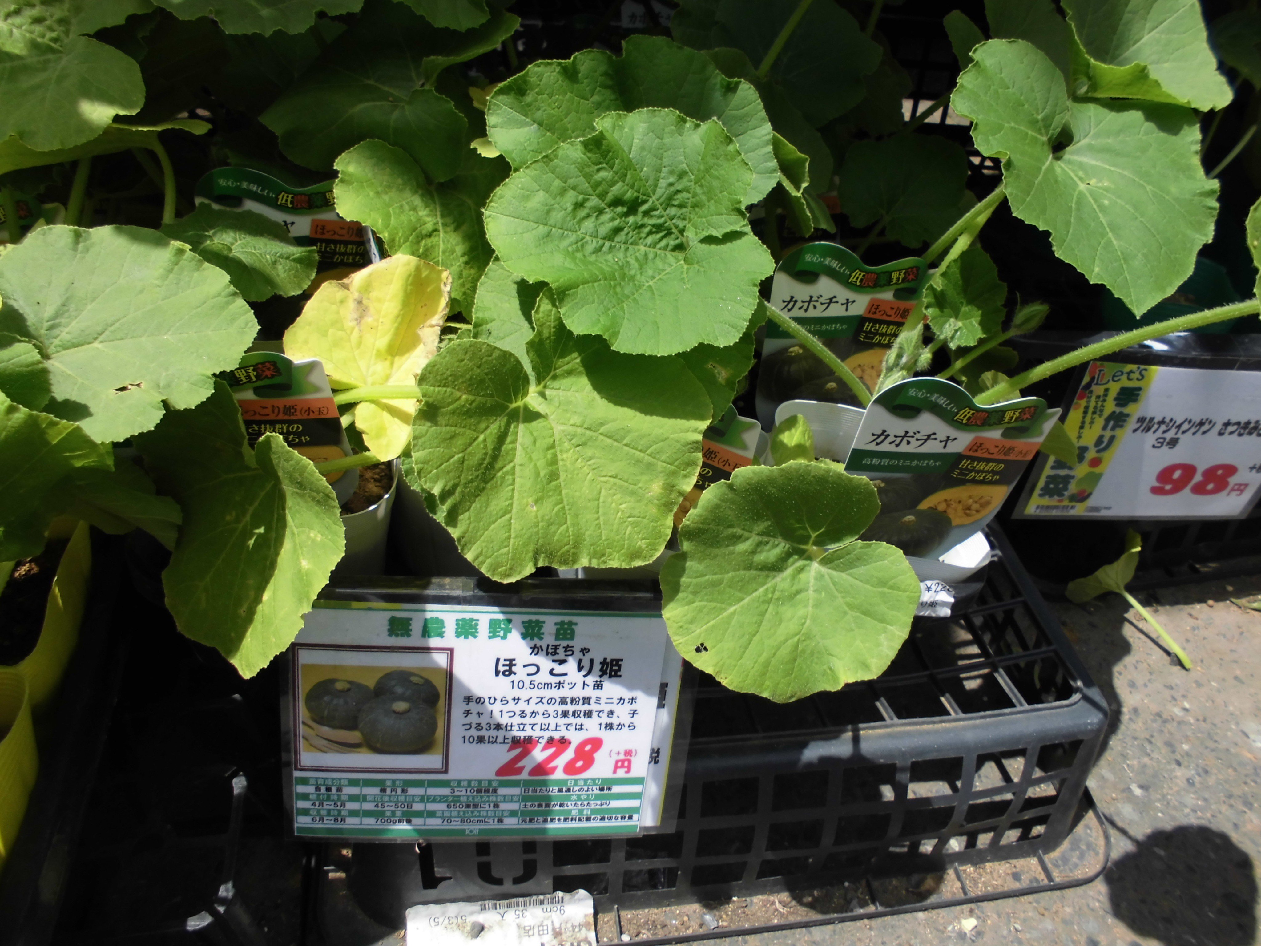 うさ カボチャの宙づり栽培に挑戦 藤田智先生 T Co Lcxyklosun 苗の周囲に適度に水がたまるように 周囲を指でなぞって深さ1 2cmの溝をつけます 子づるが伸びてきたら 親づるの先端をハサミで切り 摘芯 元気のよい子づる3本を残してほかは