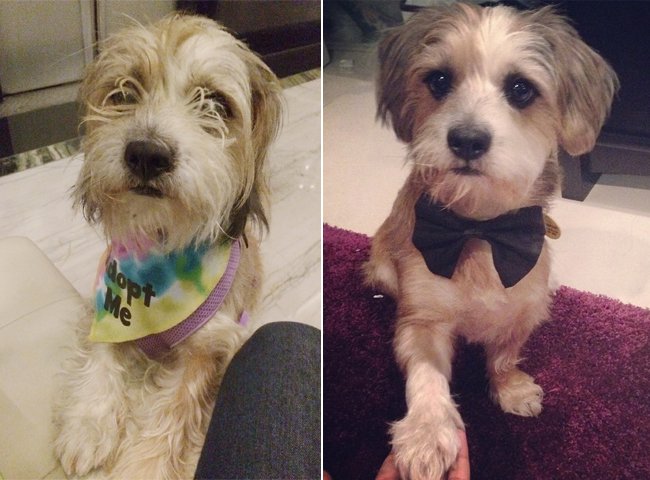 MetroVetChicago's tweet photo. WARNING these before and after photos will give you major feels. #AdoptAShelterPetDay

 https://t.co/yetLeyjdBX https://t.co/QHKbM0frR8