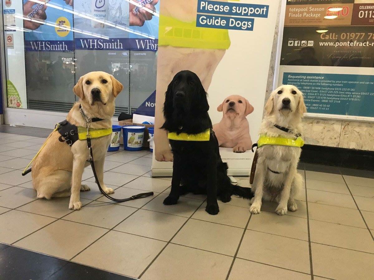 BaysnLuu's tweet image. We’re hosting a pet therapy day. Come to Room 4 of the Union on May 15th (11:00-15:00) to get some canine companionship and relief from the stress of exams @LUU_Activities @LUUAdvice @UniversityLeeds @Leeds_Sport