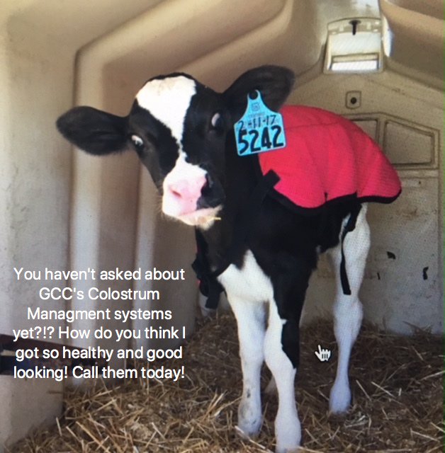 GoldenCalfCo's tweet photo. Call a Calf Consultant today to learn more! 715-318-0897. 
#HappyDairyCows https://t.co/YzNjYrp9MV