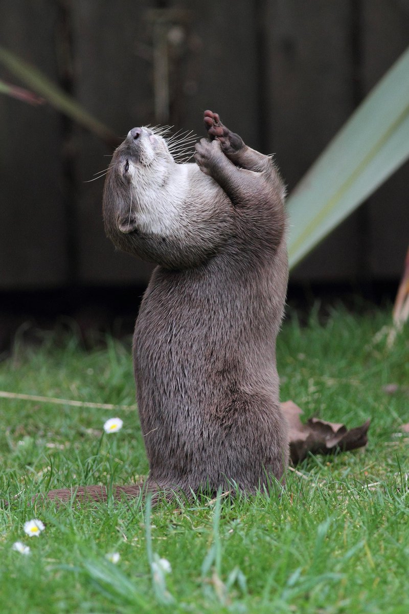 Marwellwildlife's tweet photo. When you hear Spring is set to bounce back for bank holiday weekend...  😁☀️😎 #MondayMotivation 
📷 Mark Fryer https://t.co/berMxoAqhu