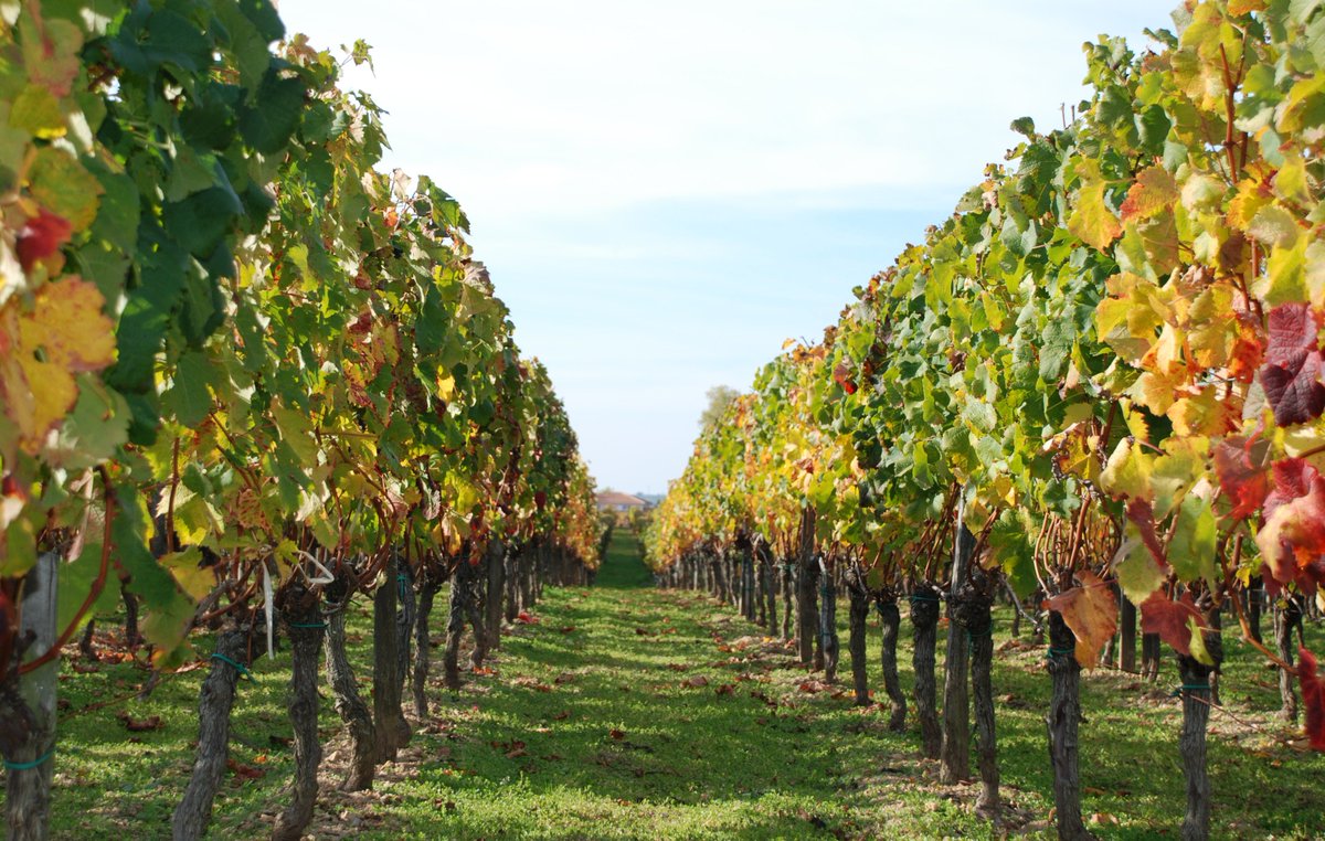 MyLoireValley's tweet photo. Dites nous quel #vin de Loire a votre préférence et en accord avec quels mets ? #questionouverte #ValdeLoire #jusderaisin https://t.co/18Fb4kALKt