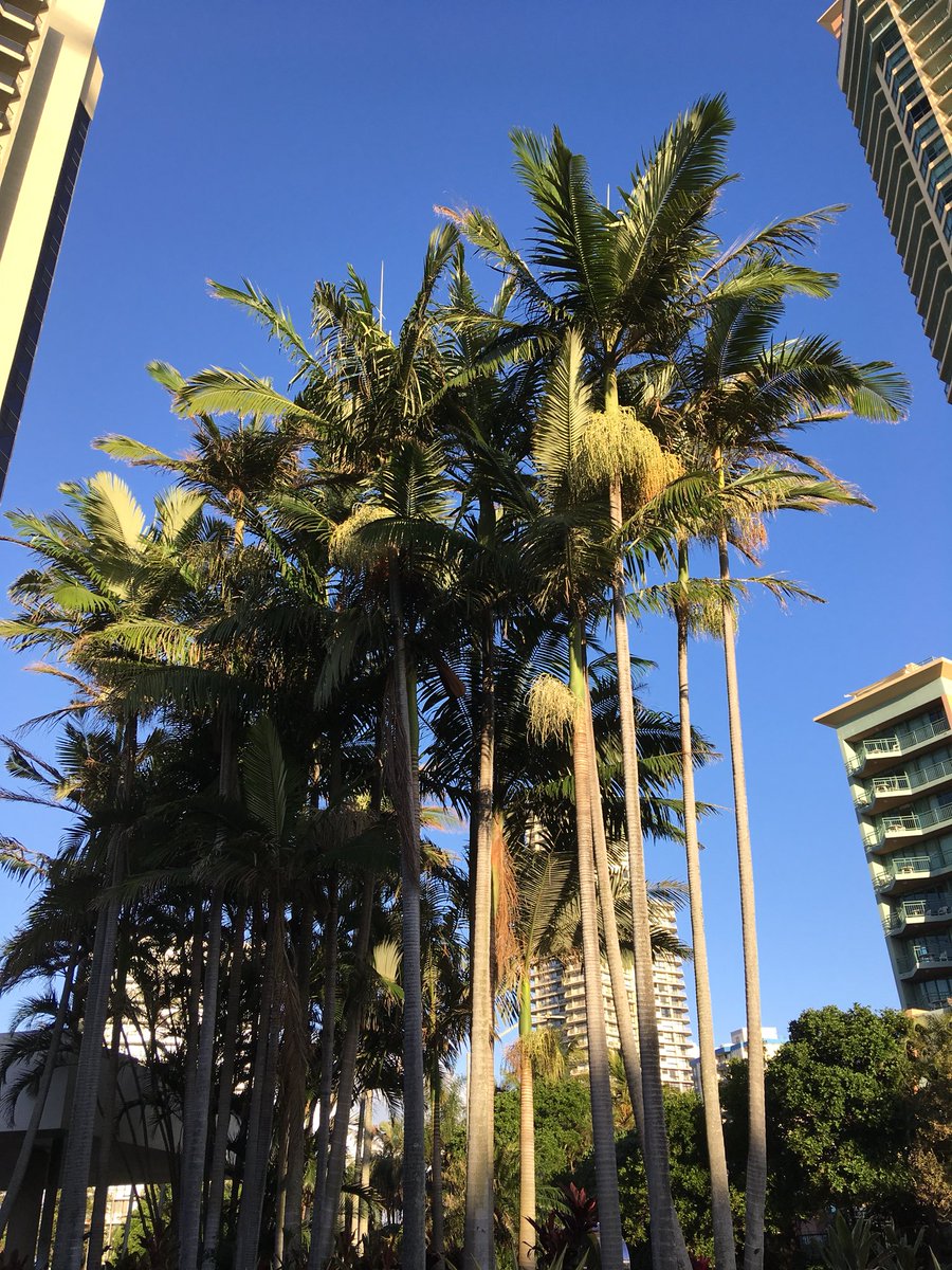 vania_chew's tweet photo. Arrived at the #GoldCoast for #CMAA2018 - looking forward to networking! https://t.co/Vv3CfVhodr