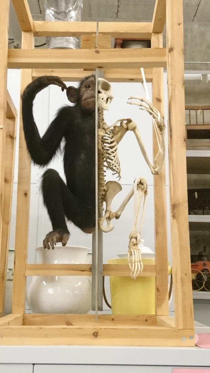 I_Cavadino's tweet photo. Fabulous visit to @LeedsMuseums discovery centre/stores on Friday for #NatSCA2018. Beautifully organised chaos. My favourites were the half taxidermy half skeleton specimens! https://t.co/zrIeSZO9LK