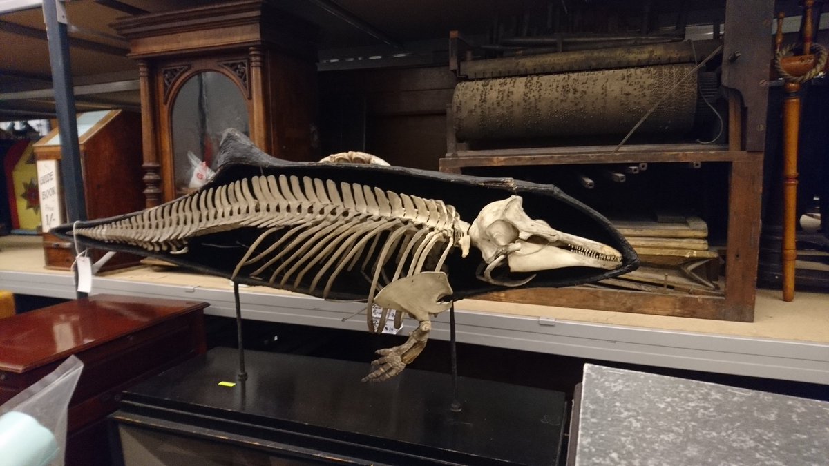 I_Cavadino's tweet photo. Fabulous visit to @LeedsMuseums discovery centre/stores on Friday for #NatSCA2018. Beautifully organised chaos. My favourites were the half taxidermy half skeleton specimens! https://t.co/zrIeSZO9LK