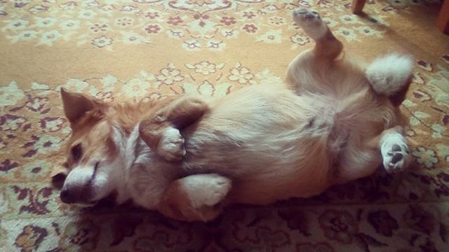 yoskine's tweet photo. Hej, hej☺Kto leniuchuje, kto tak jak ja pracuje w kratkę (i przy okazji zmienia pracę😂)? Miłego dnia!
-
#leniwyponiedziałek #dzieńdobry #Pimpek #Pies #piesPimpek #rudypies #leniwypies #leniuch #dog #dogstagram #doglover #najlepszyprzyjacielczlowieka … https://t.co/OiENeMUp3j https://t.co/GC3GjDL4xg