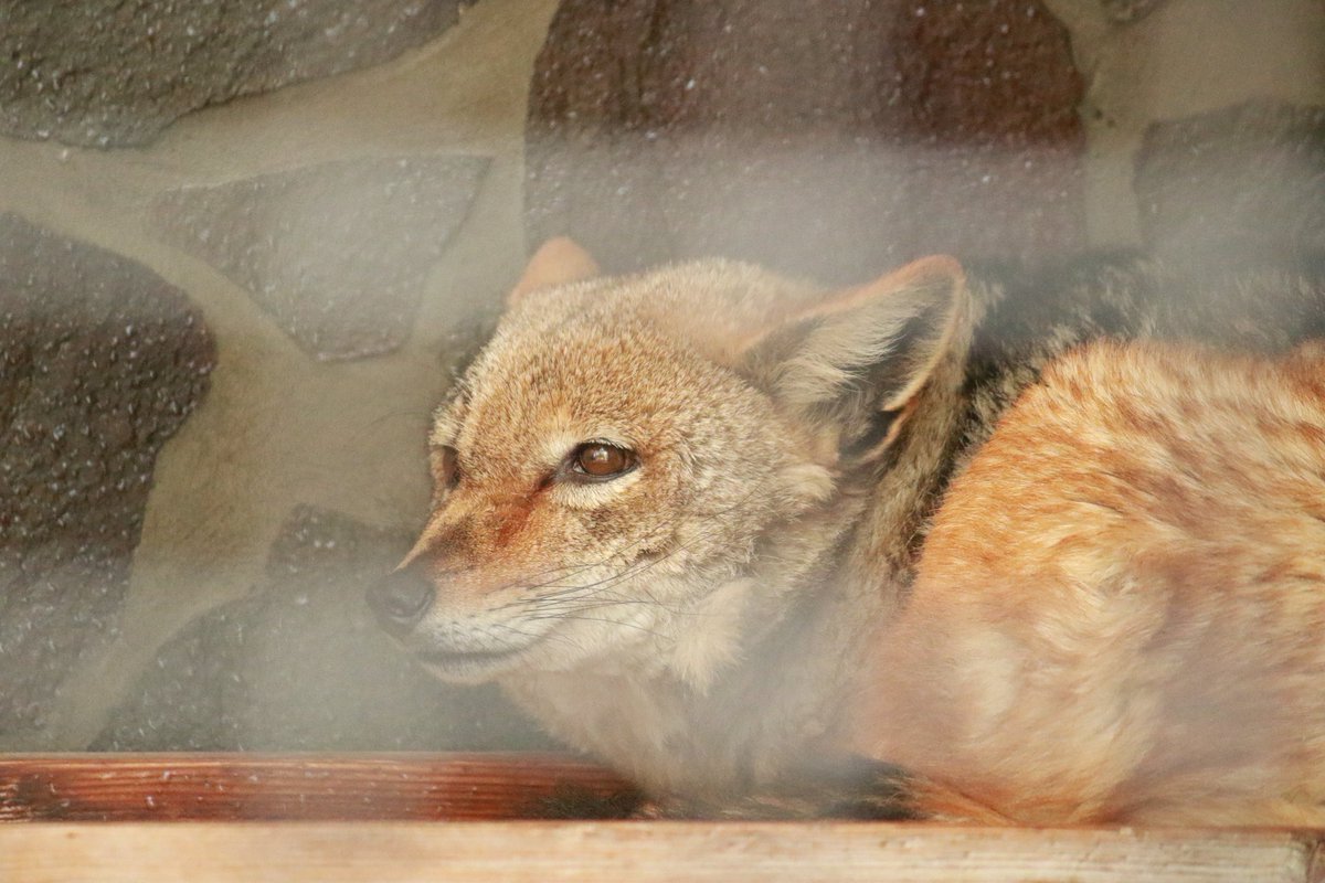 キタ もう日本の動物園でここだけ 徳山動物園のセグロジャッカルのジャッキー 少し前は何箇所かで飼育されていたセグロジャッカル ももうここ徳山動物園のジャッキーを残すのみとなりました 現在徳山動物園のhpでは動物紹介がないためセグロジャッカルがまだ キタ もう日本の動物園でここだけ 徳山動物園のセグロジャッカルのジャッキー 少し前は何箇所かで飼育されていたセグロジャッカル ももうここ徳山動物園のジャッキーを残すのみとなりました 現在徳山動物園のhpでは動物紹介がないためセグロジャッカルがまだ
