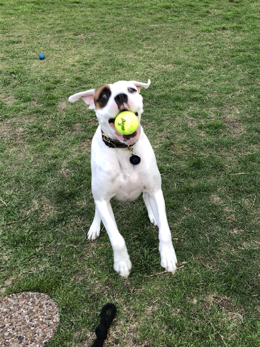 BoxerDaisy's tweet image. My lil’ brother thinks he’s so cool... 🤡 I’m way cooler though 😉  Good night! 💤  
@fintanboxer @whiteboxerlayla @boxerdogunion #boxerdog #boxerdogs #boxerlove #boxerbond