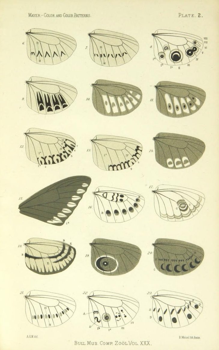 defilippovale's tweet photo. And his observations on the colours of moths and batterflies are also stunning visual studies
#infographicinspiration #pastdocet #100daysofinfographics #vintageillustration https://t.co/jXnrneUxVN