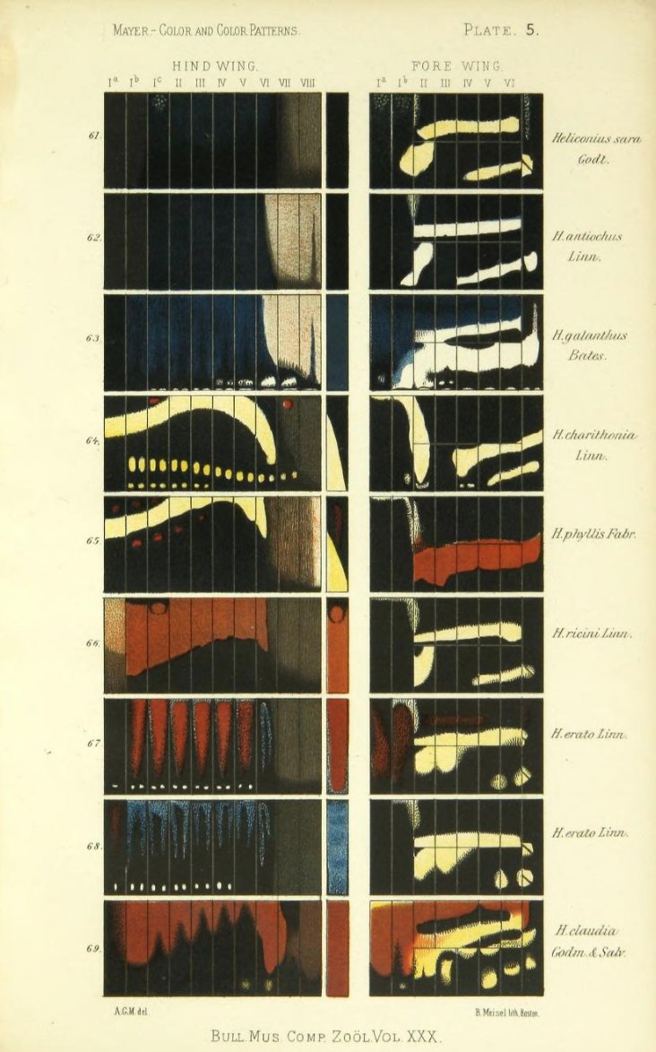 defilippovale's tweet photo. And his observations on the colours of moths and batterflies are also stunning visual studies
#infographicinspiration #pastdocet #100daysofinfographics #vintageillustration https://t.co/jXnrneUxVN