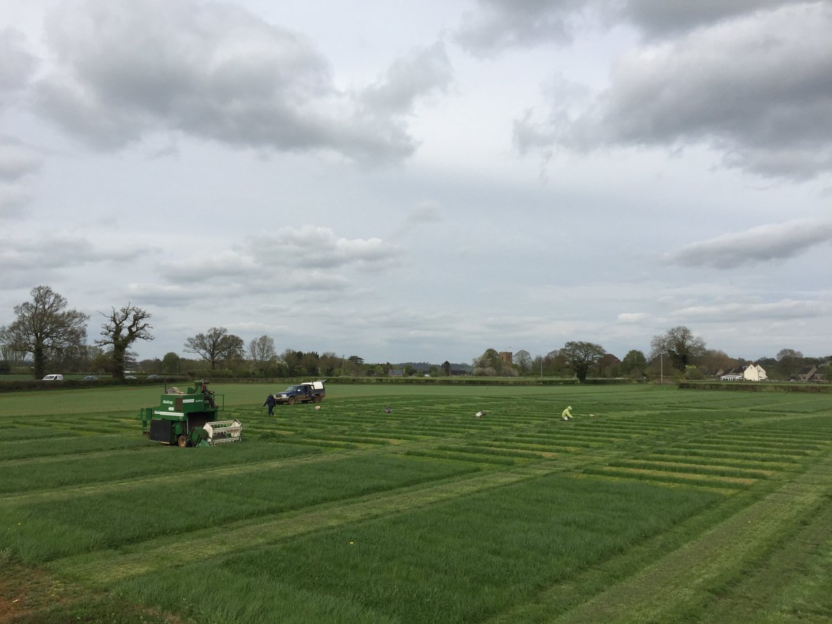 DSVUKSEEDS's tweet photo. Last week before the rain, our #grass team completed cut 1 of the perennial ryegrass and white clover at our breeding station in Oxfordshire. #grassbreeding #nextgeneration #futurevarieties #spring18 https://t.co/yS3bHy1Epj