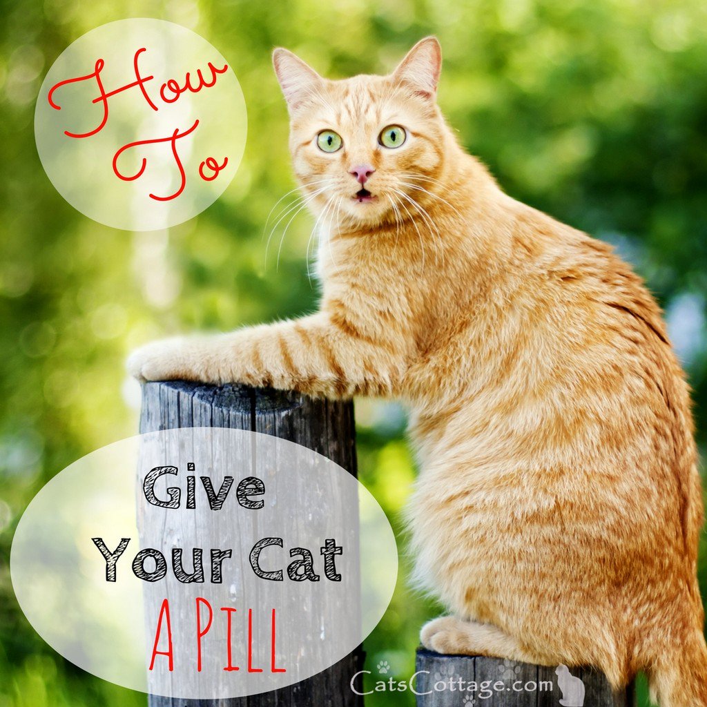 CatsCottagecom tweet picture