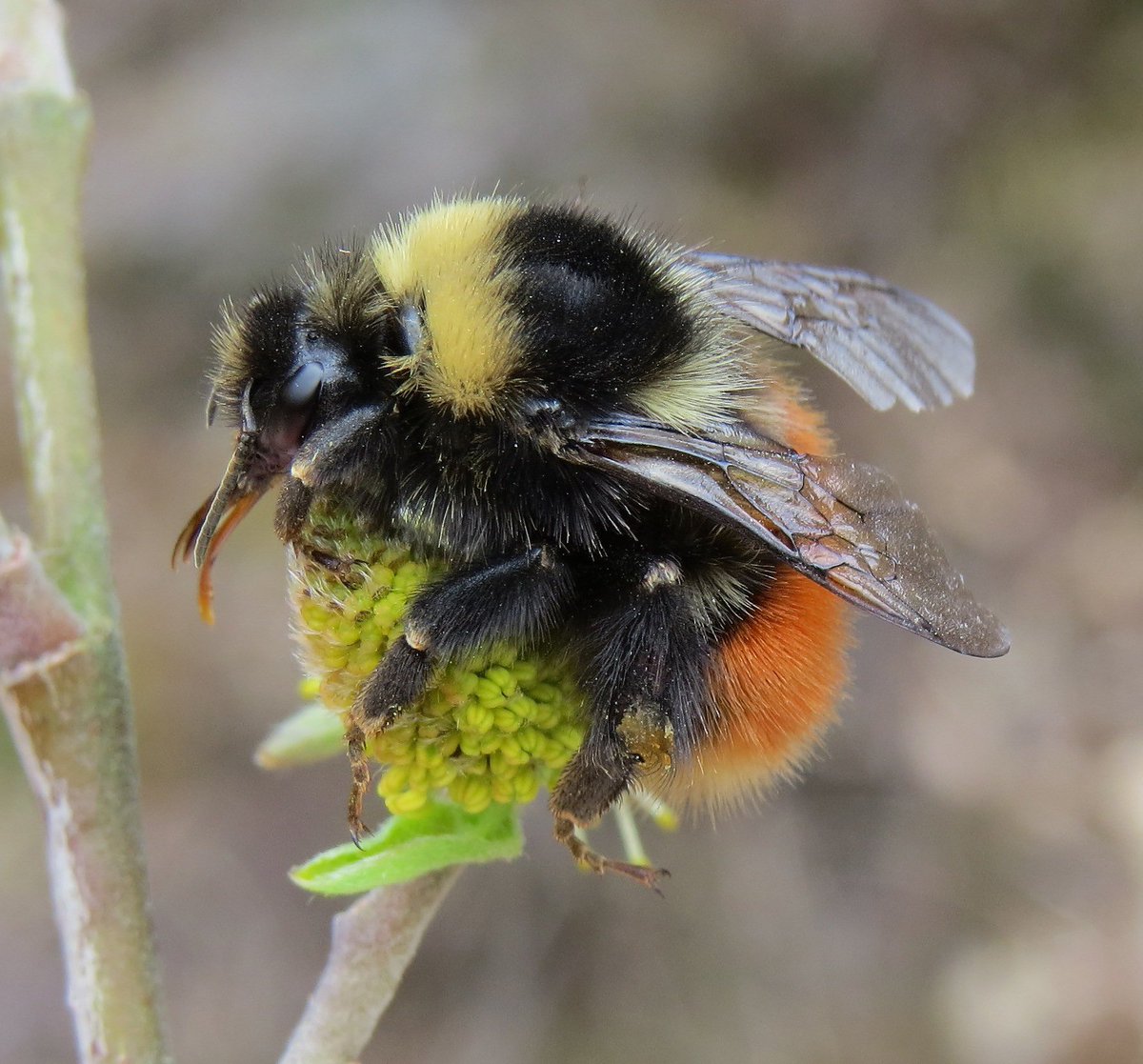 StevenFalk1's tweet image. We quickly need two more people to make my @BlencathraFSC bee ID course viable. Anybody want a bespoke training course by author of the 2015 field guide to bees of Britain and Ireland? Fantastic location. Details here: field-studies-council.org/individuals-an…
