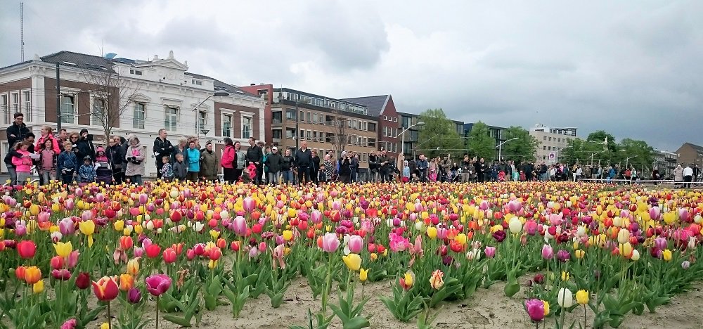 Afgelopen zaterdag was het zover: ruim 2.000 bezoekers plukten een bosje tulpen op het bloemenveld van <a href="/DelftBloeit/">Stichting DelftBloeit</a>! Was jij er één van? 🌷 bit.ly/2JzUbo0 #tulpenplukdag