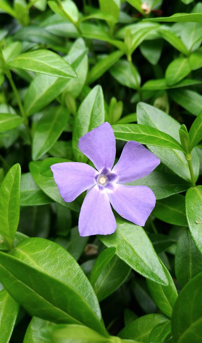 Biome バイオーム 公式 En Twitter ツルニチニチソウ ツルキキョウとも呼びます ヨーロッパ原産のキョウチクトウ科の植物 丈夫なので 放って置いても育ちます 花 ツルニチニチソウ ツルキキョウ Flower Vinca