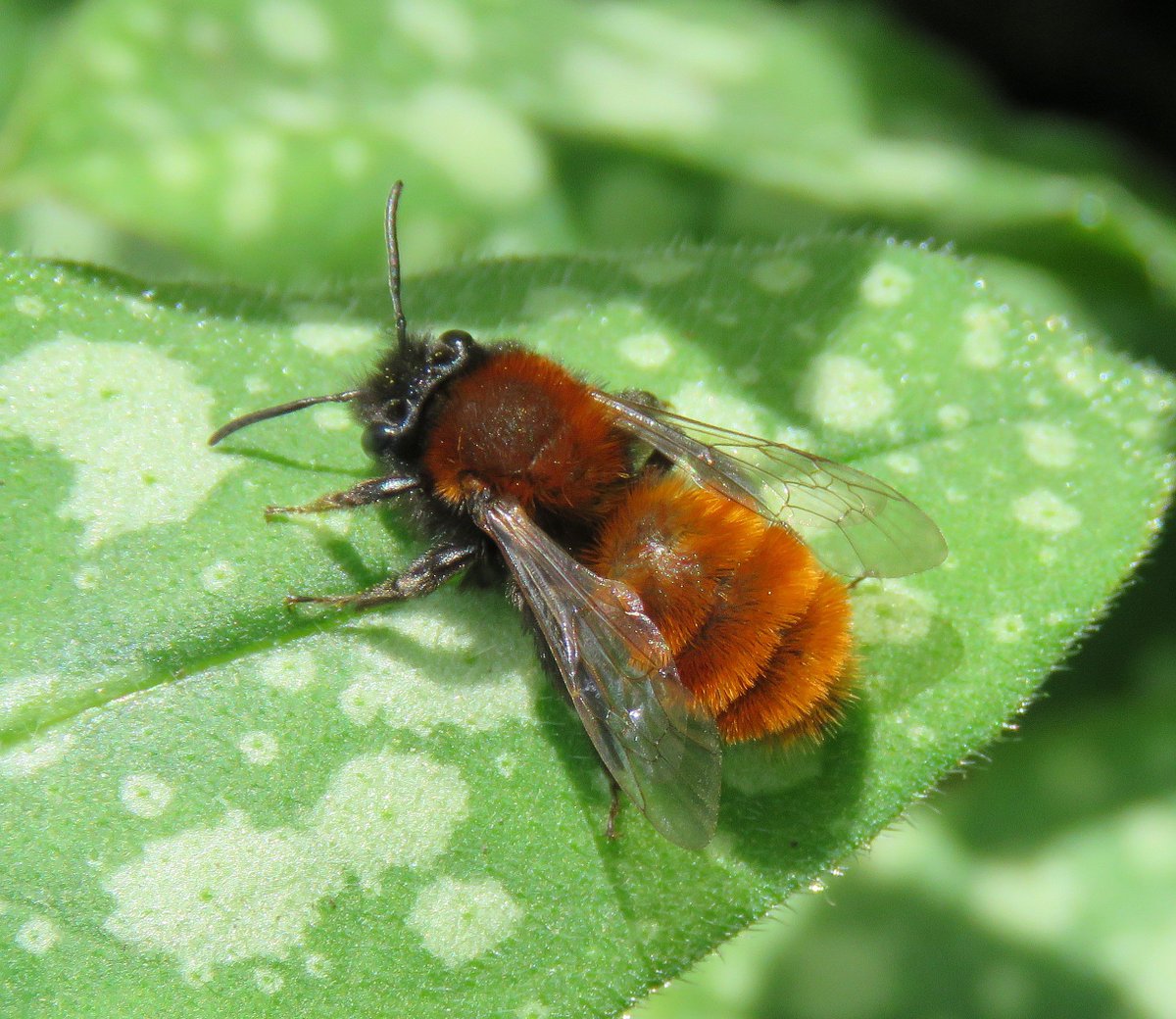StevenFalk1's tweet image. We quickly need two more people to make my @BlencathraFSC bee ID course viable. Anybody want a bespoke training course by author of the 2015 field guide to bees of Britain and Ireland? Fantastic location. Details here: field-studies-council.org/individuals-an…