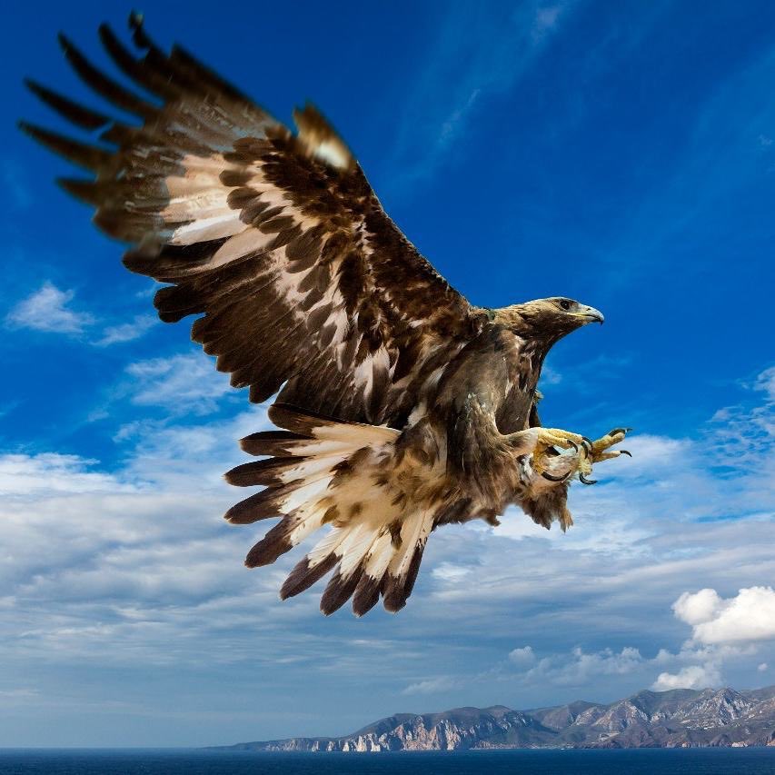 KeepSardinia's tweet photo. The Sardinian eagle readying up for catching it’s prey at Gonnesa - isn’t it grandiose? https://t.co/KJv5SnhG4y