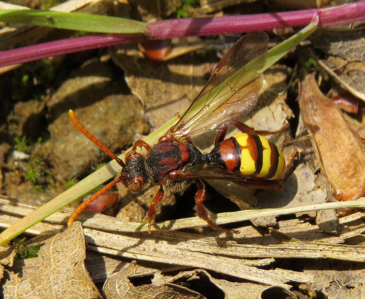 We quickly need two more people to make my @BlencathraFSC bee ID course viable. Anybody want a bespoke training course by author of the 2015 field guide to bees of Britain and Ireland? Fantastic location. Details here: field-studies-council.org/individuals-an…