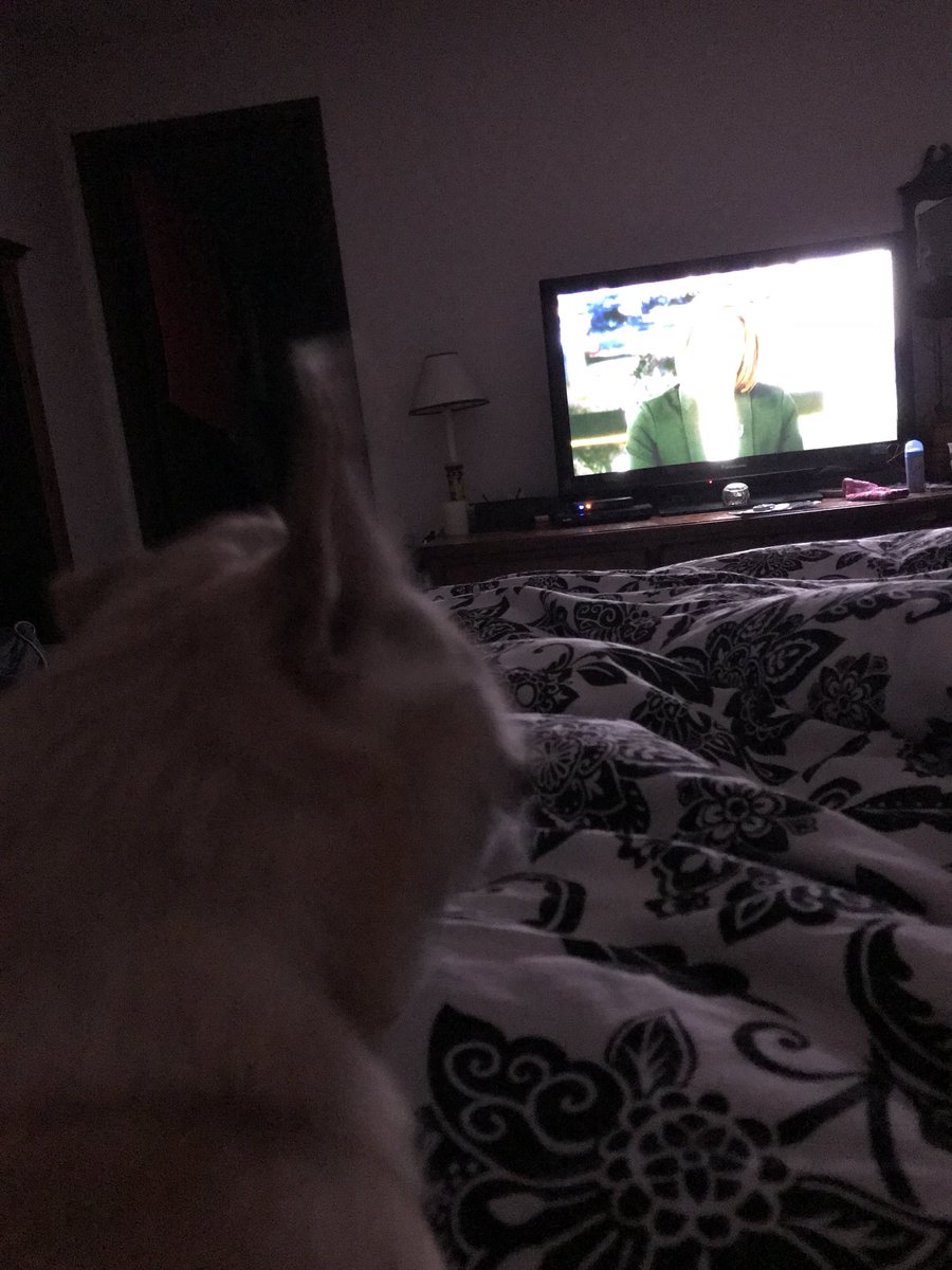 Sov_Amy's tweet photo. @KasieDC my little Ava and I couldn’t sleep at 1:30am pst so we watched your interview with Gov K #dogswatchingkcdc https://t.co/jX6fkujeav