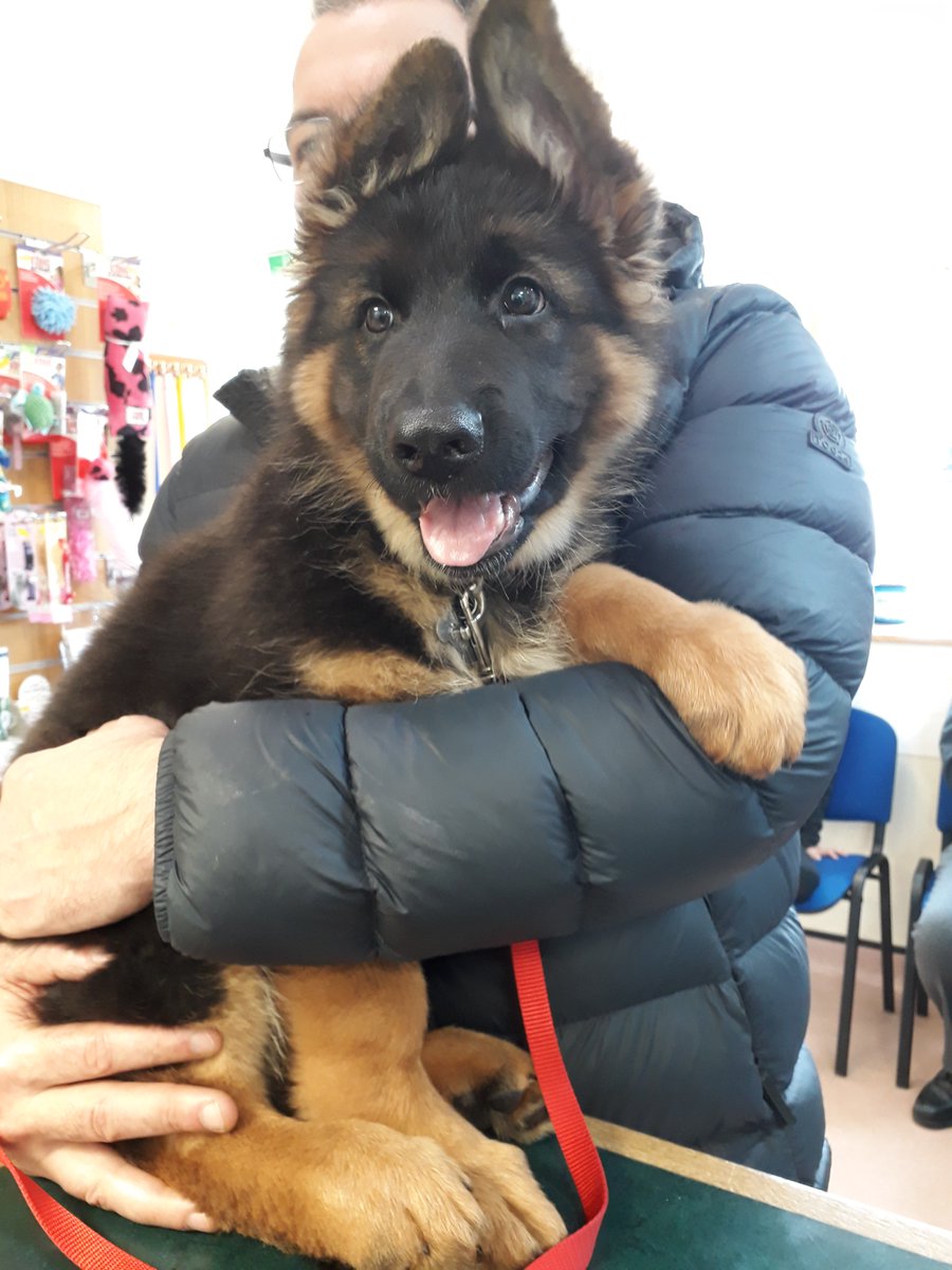 Abbey House Vets tweet media