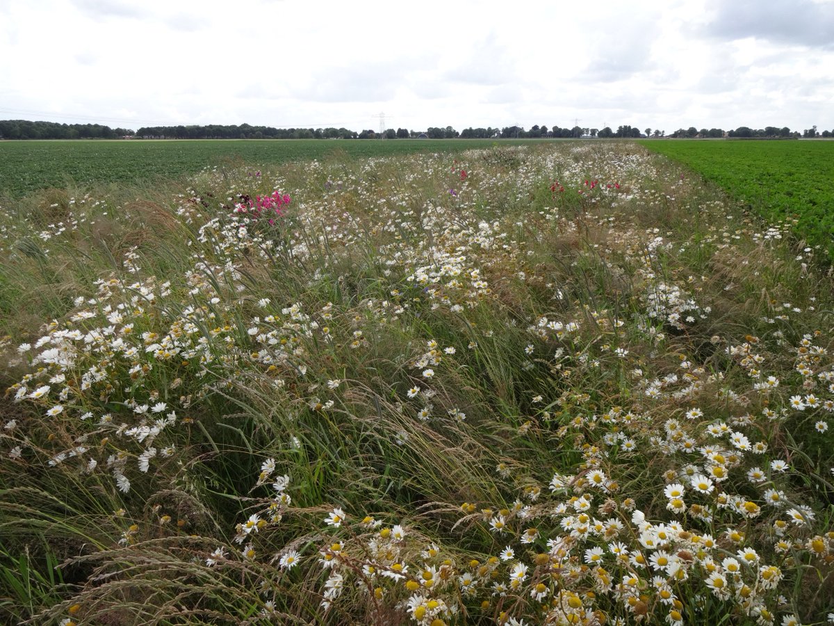 PHMulder1's tweet photo. Verbod #neonics goed voor #akkernatuur en dus maatsch.acceptatie van huidige #controlemodel(=instabiele teeltmethode). #LTO, steek energie in het kunnen doorberekenen van kostenstijging (via #GLB!) van milieuvriendelijker teeltmethodes(#adaptatiemodel), ipv deze tegen te houden. https://t.co/PC9Ue4d7ow