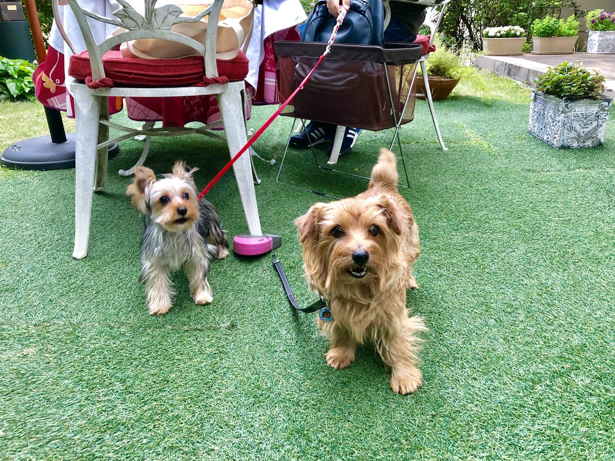 ayurion's tweet image. りおんかのん