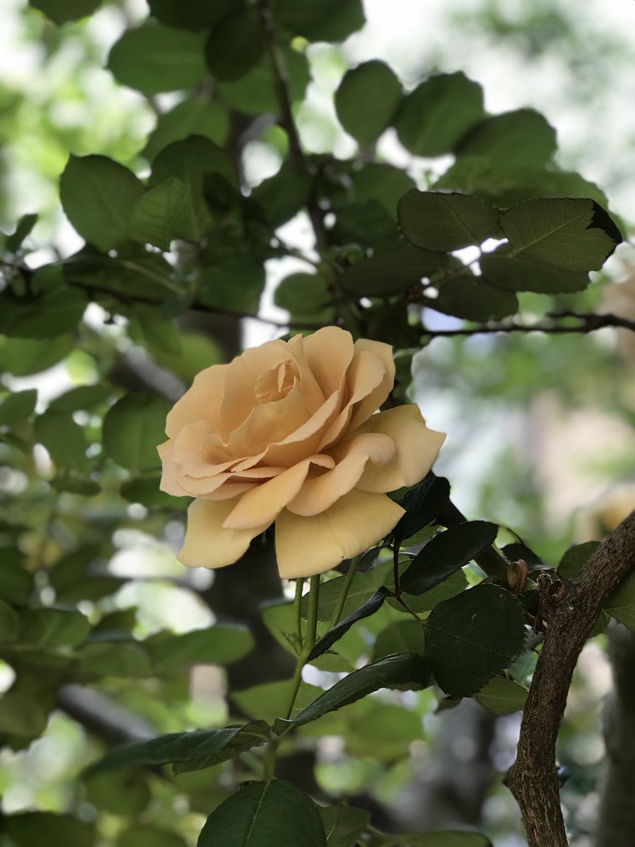 太田光代 Auf Twitter 庭の薔薇 ベージュはジュリア ショッキングピンクはアロマテラピー 淡いピンクはロココ 可憐に咲きだしました 赤バラのアーチも盛大に