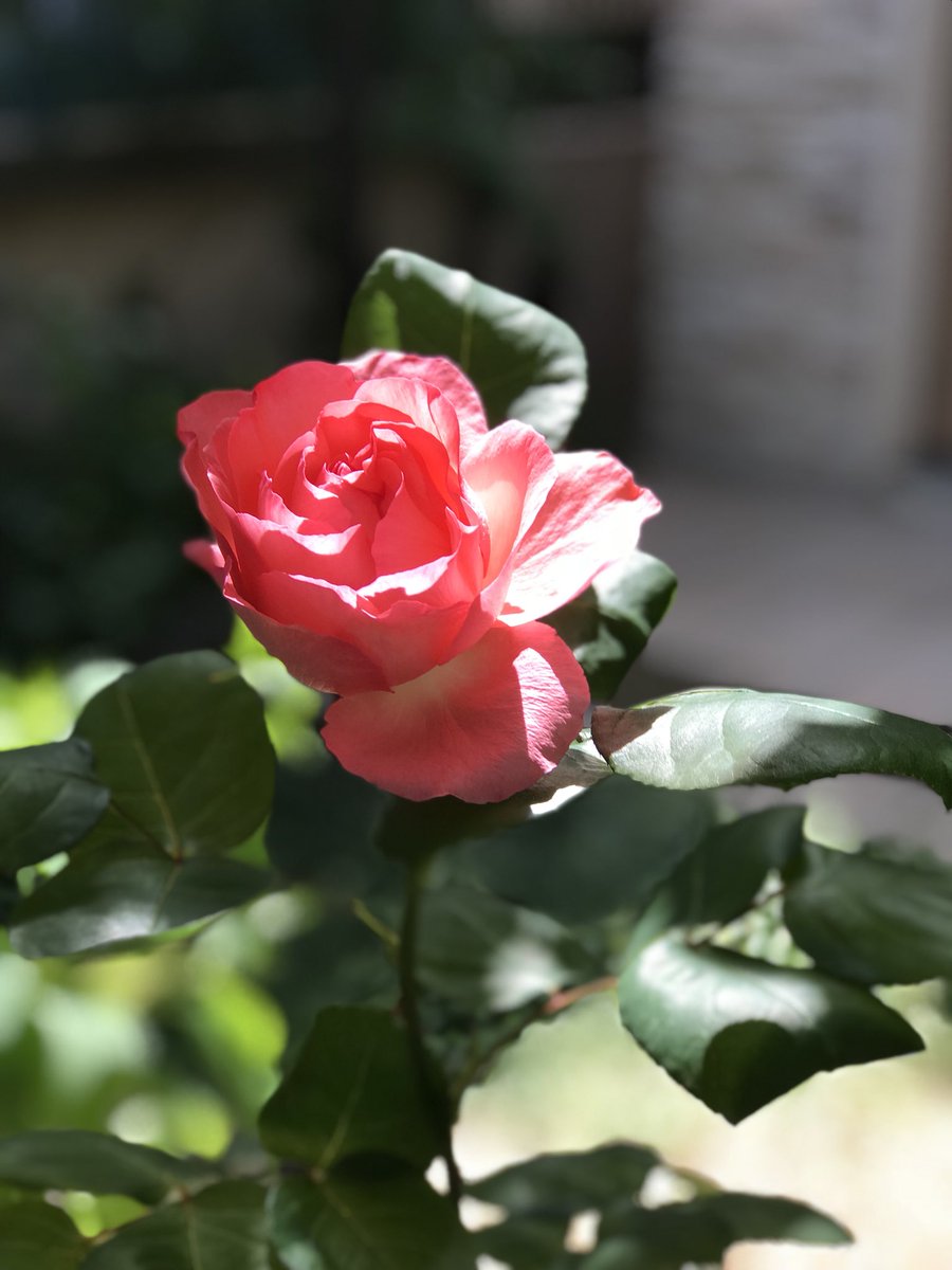 太田光代 庭の薔薇 ベージュはジュリア ショッキングピンクはアロマテラピー 淡いピンクはロココ 可憐に咲きだしました 赤バラのアーチも盛大に