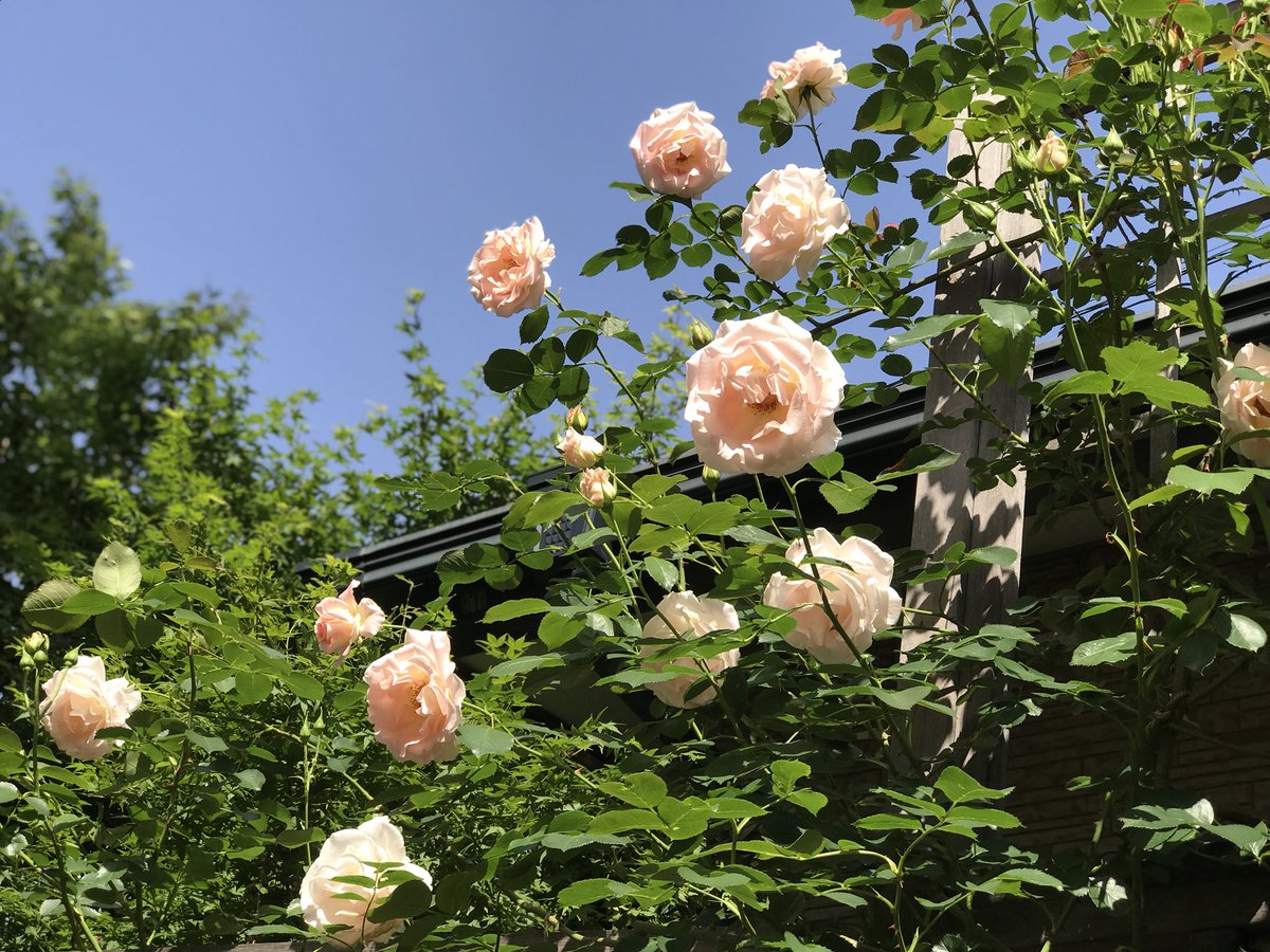 太田光代 庭の薔薇 ベージュはジュリア ショッキングピンクはアロマテラピー 淡いピンクはロココ 可憐に咲きだしました 赤バラのアーチも盛大に