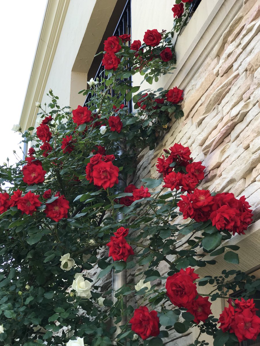 太田光代 Auf Twitter 庭の薔薇 ベージュはジュリア ショッキングピンクはアロマテラピー 淡いピンクはロココ 可憐に咲きだしました 赤バラのアーチも盛大に