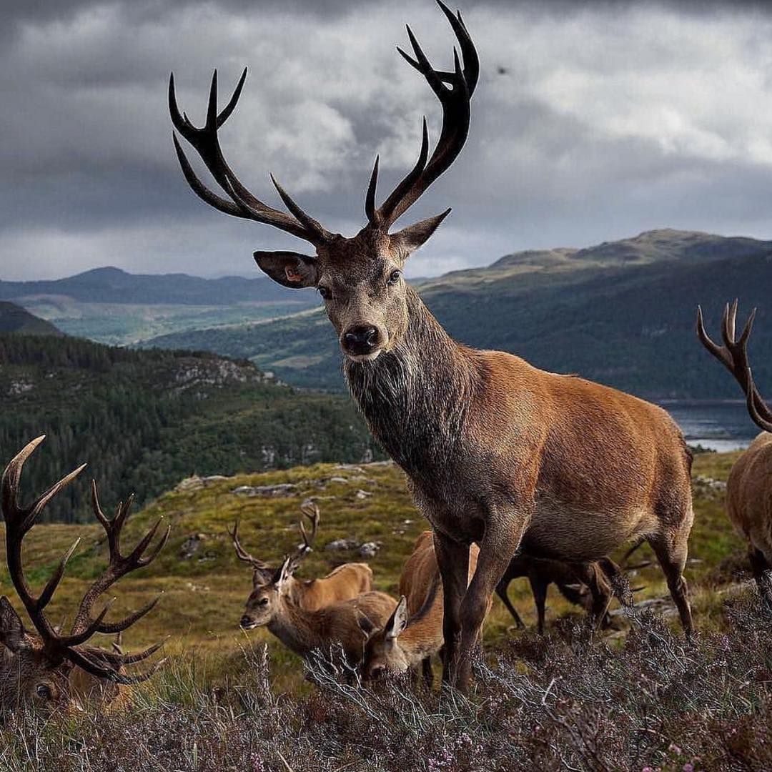 Fishboxuk's tweet photo. Fantastic photo by @randrbnb, the stag’s are having a good time at the moment. #stag #wildlife #wildlifephotography #fishbox https://t.co/JCZcIwzsSk