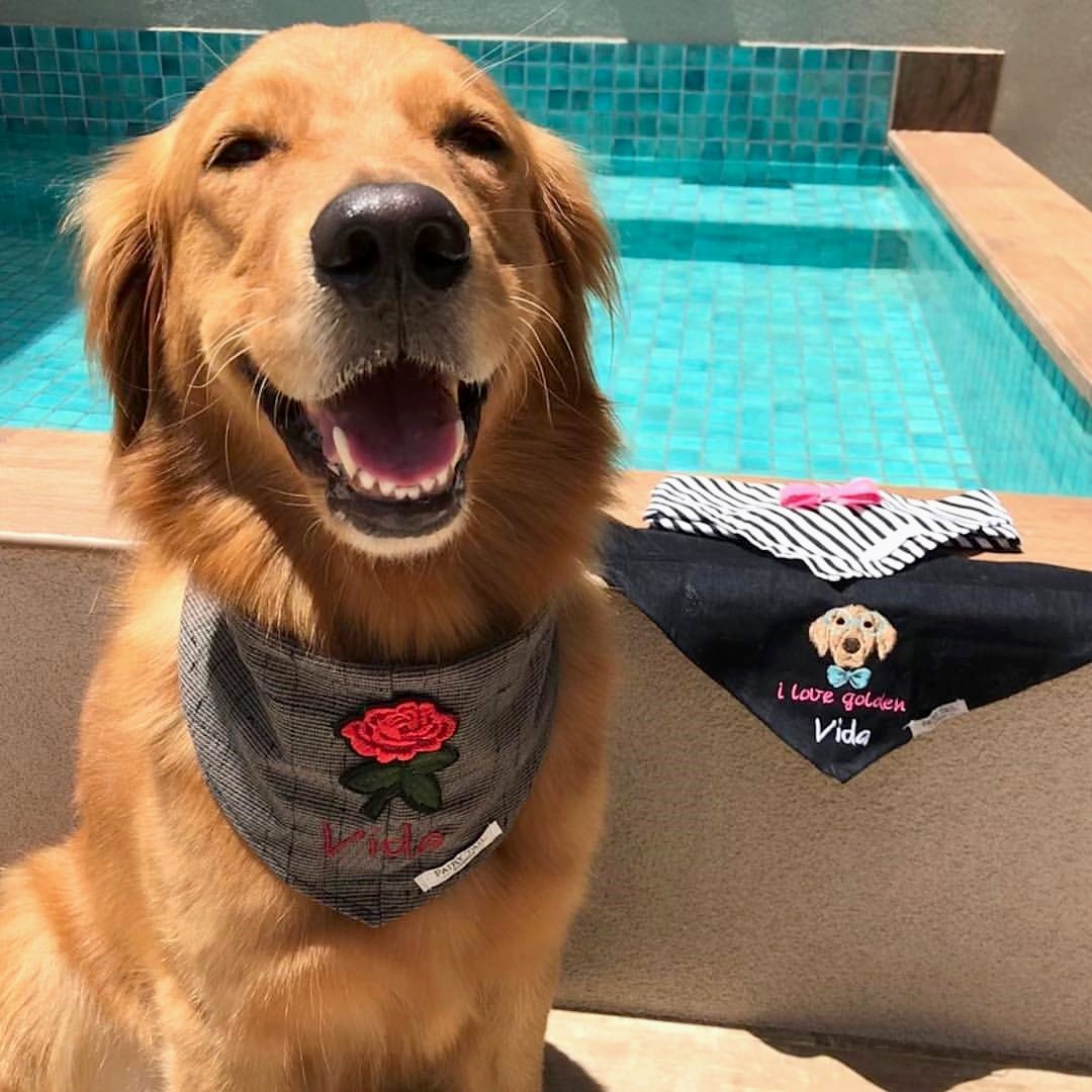 RetrieverHoa's tweet photo. When you get gifts from Thailand. Loved!! Tks .bkk ❤️                                               
Credit to : @vidas_life
DoubleTap &amp; Tag a Friend Below⤵ https://t.co/JZ796DUHKC