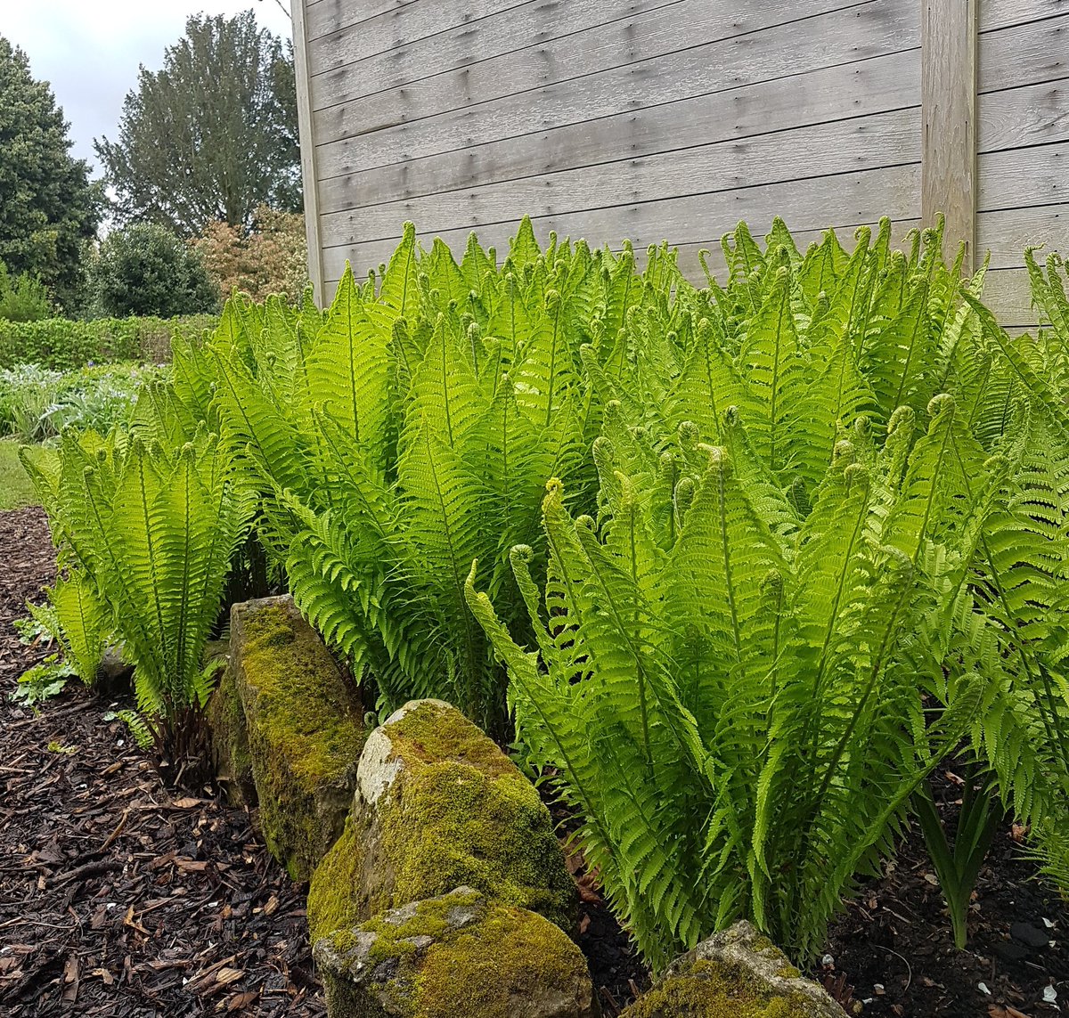 KitaleGardens's tweet image. Ferns unfurling #freshspring #springgreen #unfurlingferns