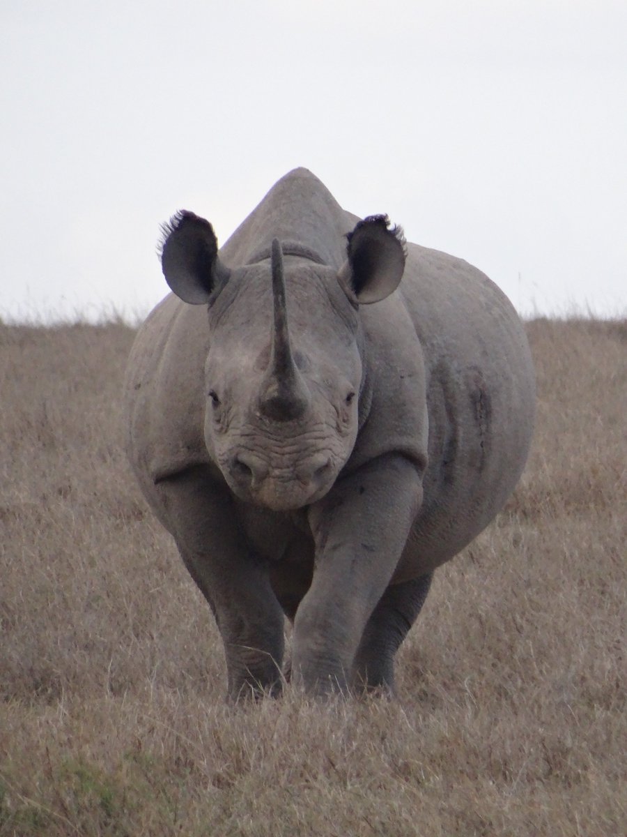 ScienceatCZ's tweet image. An enthusiastic #fieldassistant volunteer is needed to work with @UoMSEES PhD student and #CZScholar @NickCHarvey for 4 weeks in Kenya this summer. This is a great opportunity for someone with a passion for #rhinos and #conservation physiology! &amp;gt;&amp;gt; bit.ly/2HIDqH3