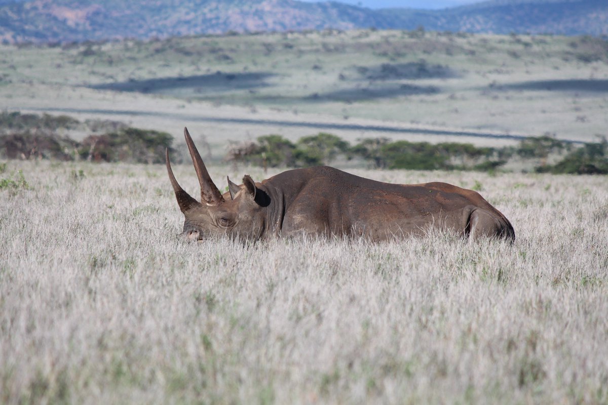 ScienceatCZ's tweet image. An enthusiastic #fieldassistant volunteer is needed to work with @UoMSEES PhD student and #CZScholar @NickCHarvey for 4 weeks in Kenya this summer. This is a great opportunity for someone with a passion for #rhinos and #conservation physiology! &amp;gt;&amp;gt; bit.ly/2HIDqH3