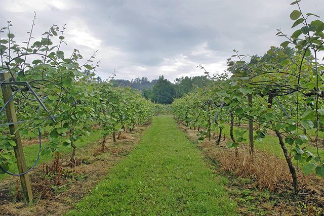 En #kiwinatur #comienzalasemana con un #lunes pasado por agua en nuestras plantaciones de #kiwiasturiano 🥝

#unkiwialdia 🥝 #kiwifruit #madeinpravia #plantations #kiwinatur #pravia #rural #bajonalon #asturias_ig #kiwigrowers #agriculture #healthyeatin… ift.tt/2HAWVVY