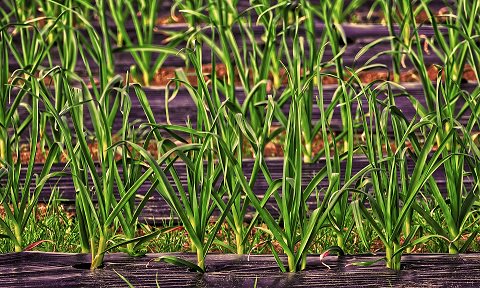 eCLIPS_Adviza's tweet photo. It's #NationalGardeningWeek &amp; we have a great overview of opportunities available in #horticulture. There's jobs for people with few or no qualifications, through to those for graduates: https://t.co/bO6seUYckh https://t.co/XU21qqr49x