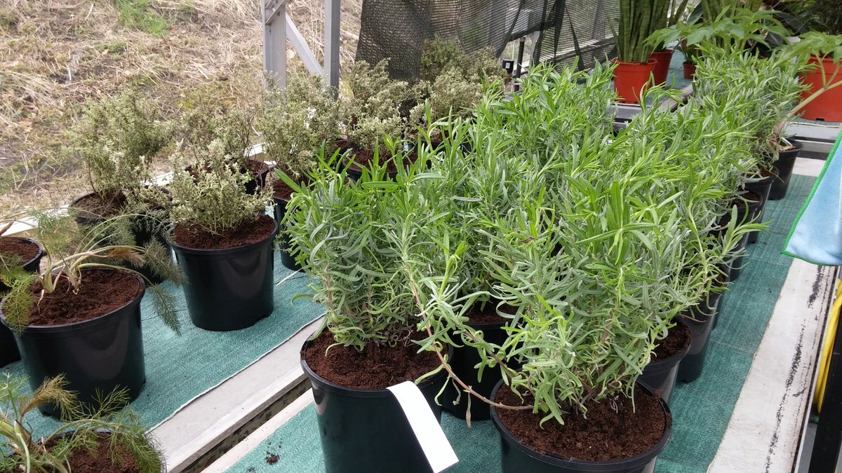 Our big plant order has come in and we've started potting up... Echinops, Hesperis and Nassella to name a few! Thank you to @efm_online for letting us use their greenhouse! @The_RHS